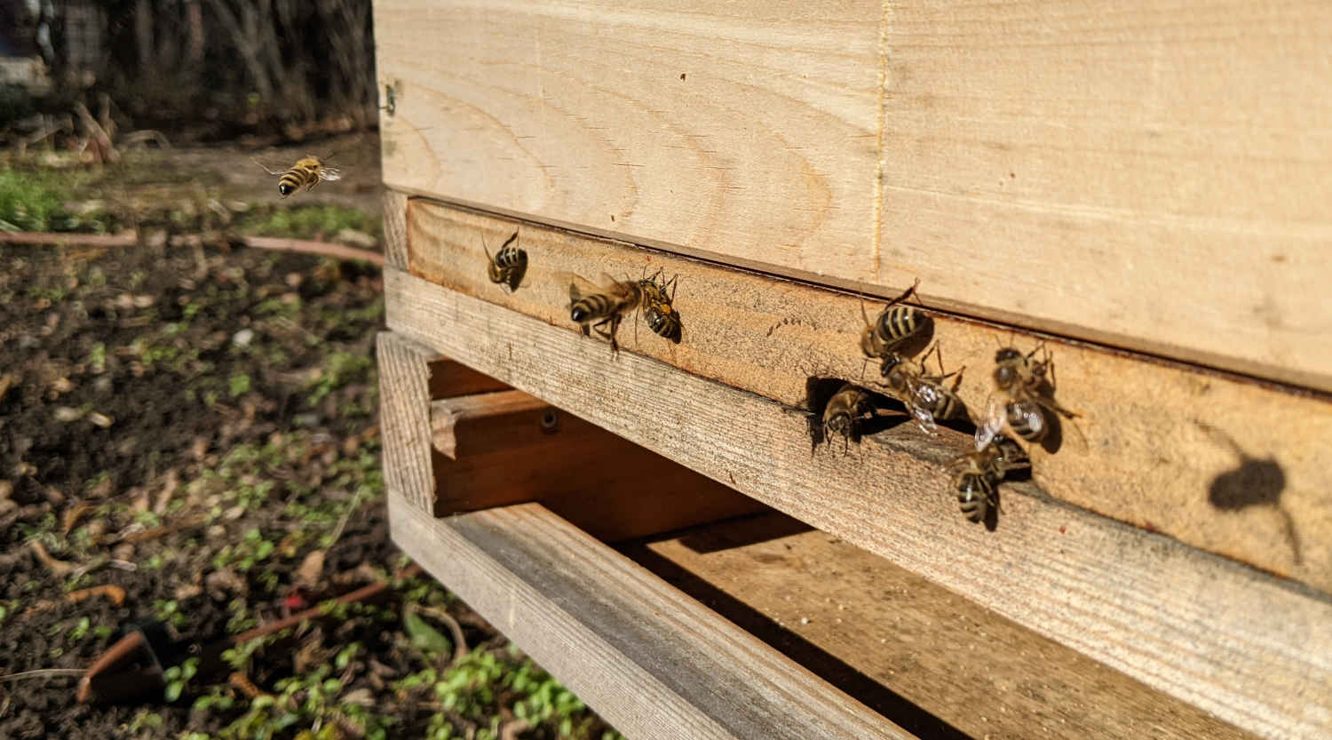 Mehrere Honigbienen fliegen und sitzen am Flugloch einer hölzernen Bienenbeute im Frühjahr.